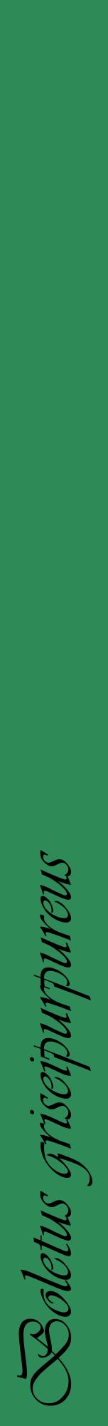 Étiquette de : Boletus griseipurpureus - format a - style noire11viv avec comestibilité