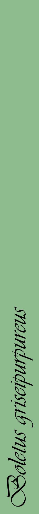 Étiquette de : Boletus griseipurpureus - format a - style noire13viv avec comestibilité