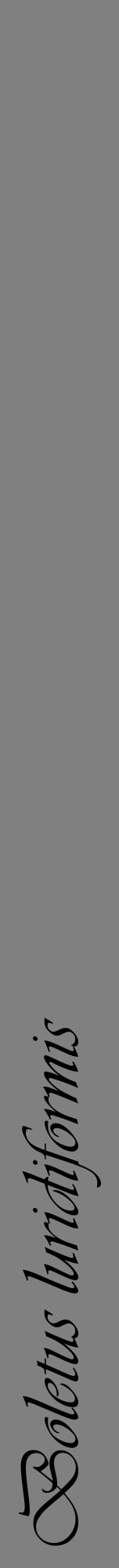 Étiquette de : Boletus luridiformis - format a - style noire57viv avec comestibilité