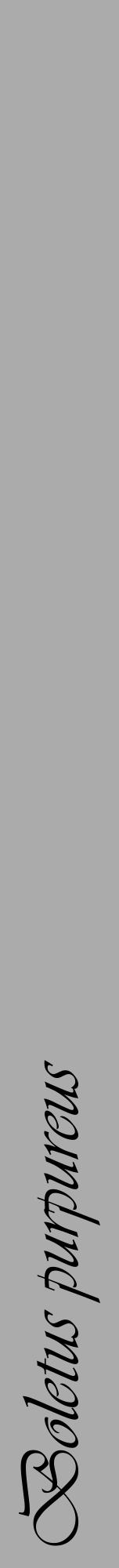 Étiquette de : Boletus purpureus - format a - style noire37viv avec comestibilité - position verticale