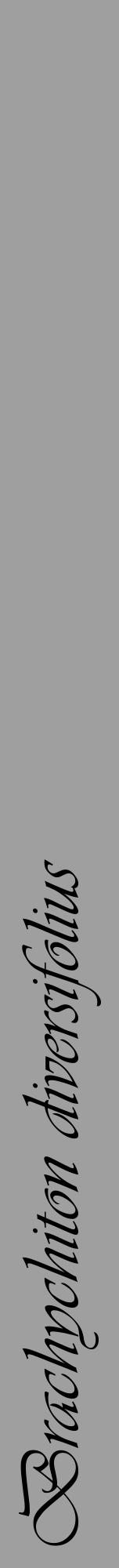 Étiquette de : Brachychiton diversifolius - format a - style noire24viv avec comestibilité - position verticale
