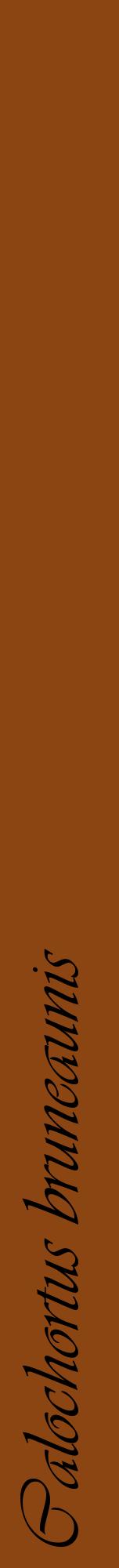 Étiquette de : Calochortus bruneaunis - format a - style noire30viv avec comestibilité