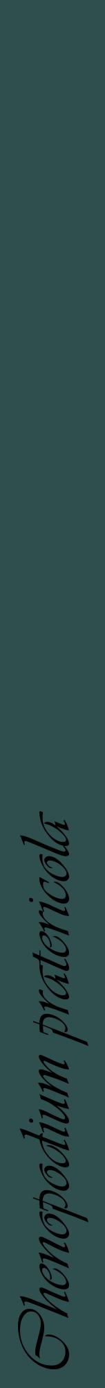 Étiquette de : Chenopodium pratericola - format a - style noire58viv avec comestibilité