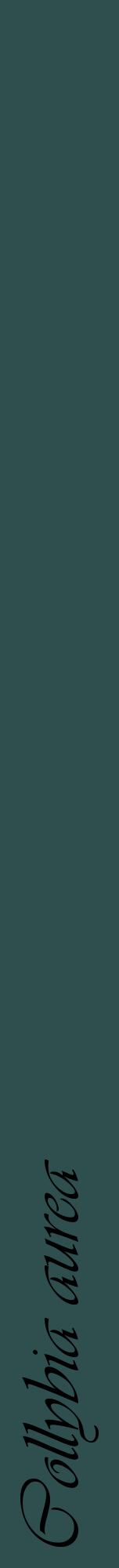 Étiquette de : Collybia aurea - format a - style noire58viv avec comestibilité