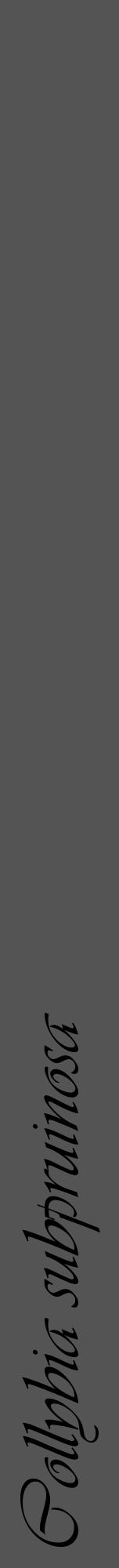 Étiquette de : Collybia subpruinosa - format a - style noire36viv avec comestibilité - position verticale