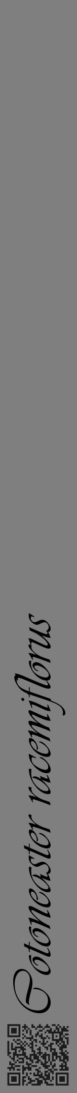Étiquette de : Cotoneaster racemiflorus - format a - style noire31viv avec qrcode et comestibilité - position verticale