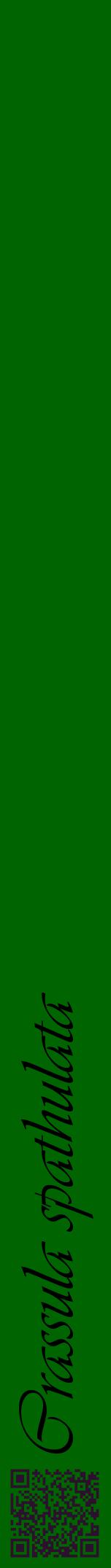 Étiquette de : Crassula spathulata - format a - style noire8viv avec qrcode et comestibilité