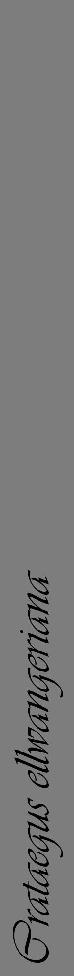 Étiquette de : Crataegus ellwangeriana - format a - style noire35viv avec comestibilité - position verticale