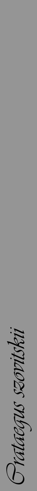 Étiquette de : Crataegus szovitskii - format a - style noire16viv avec comestibilité - position verticale