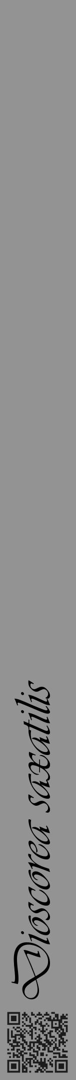 Étiquette de : Dioscorea saxatilis - format a - style noire44viv avec qrcode et comestibilité - position verticale