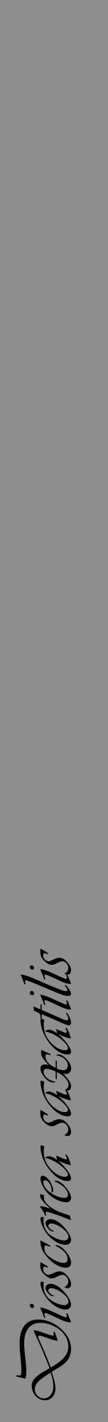 Étiquette de : Dioscorea saxatilis - format a - style noire25viv avec comestibilité - position verticale