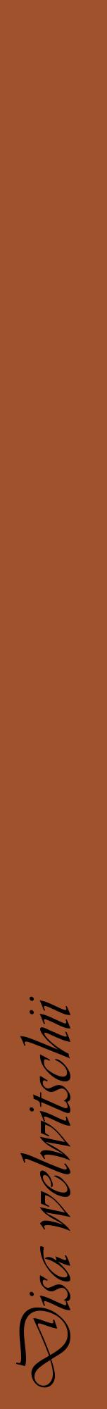Étiquette de : Disa welwitschii - format a - style noire32viv avec comestibilité