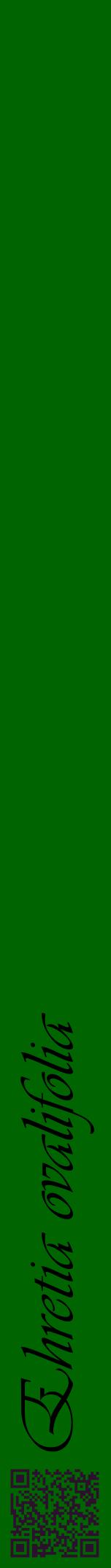 Étiquette de : Ehretia ovalifolia - format a - style noire8viv avec qrcode et comestibilité