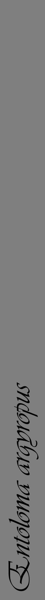 Étiquette de : Entoloma argyropus - format a - style noire31viv avec comestibilité - position verticale