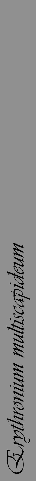 Étiquette de : Erythronium multiscapideum - format a - style noire4viv avec comestibilité - position verticale