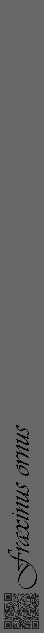 Étiquette de : Fraxinus ornus - format a - style noire43basiqueviv avec qrcode et comestibilité - position verticale