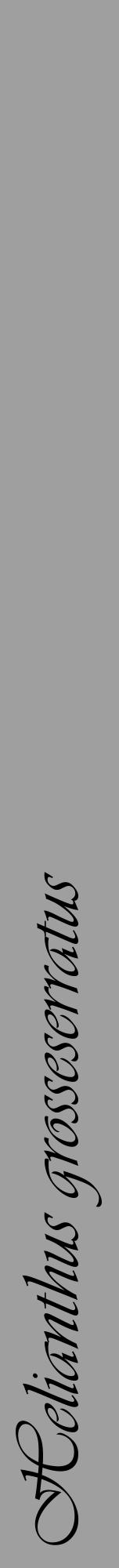 Étiquette de : Helianthus grosseserratus - format a - style noire24viv avec comestibilité - position verticale