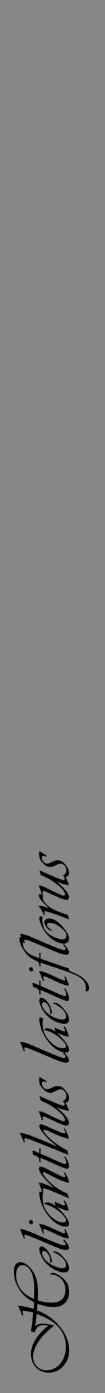 Étiquette de : Helianthus laetiflorus - format a - style noire12viv avec comestibilité - position verticale