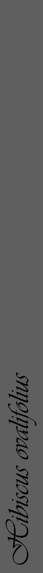 Étiquette de : Hibiscus ovalifolius - format a - style noire10viv avec comestibilité - position verticale