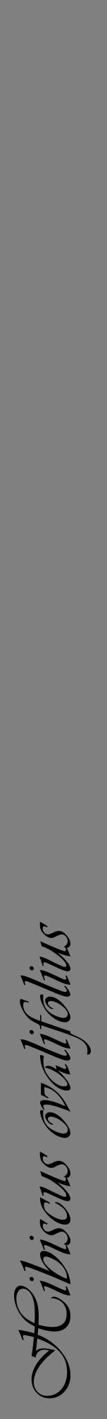 Étiquette de : Hibiscus ovalifolius - format a - style noire57viv avec comestibilité