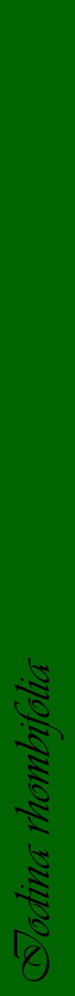 Étiquette de : Iodina rhombifolia - format a - style noire8viv avec comestibilité