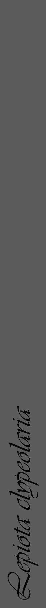 Étiquette de : Lepiota clypeolaria - format a - style noire49viv avec comestibilité - position verticale