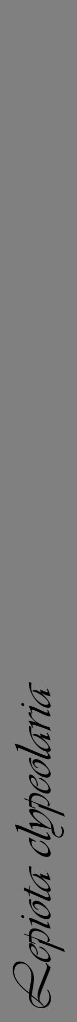 Étiquette de : Lepiota clypeolaria - format a - style noire57viv avec comestibilité