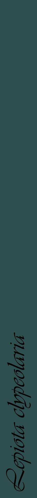 Étiquette de : Lepiota clypeolaria - format a - style noire58viv avec comestibilité