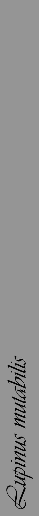 Étiquette de : Lupinus mutabilis - format a - style noire16viv avec comestibilité - position verticale