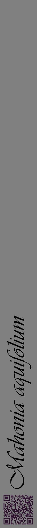 Étiquette de : Mahonia aquifolium - format a - style noire57viv avec qrcode et comestibilité