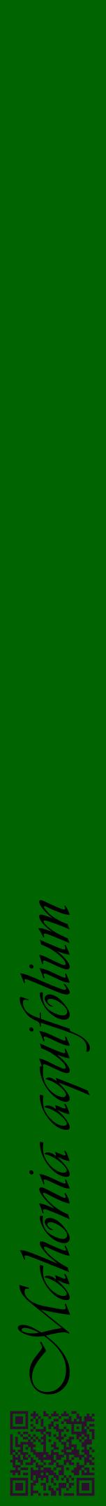 Étiquette de : Mahonia aquifolium - format a - style noire8viv avec qrcode et comestibilité