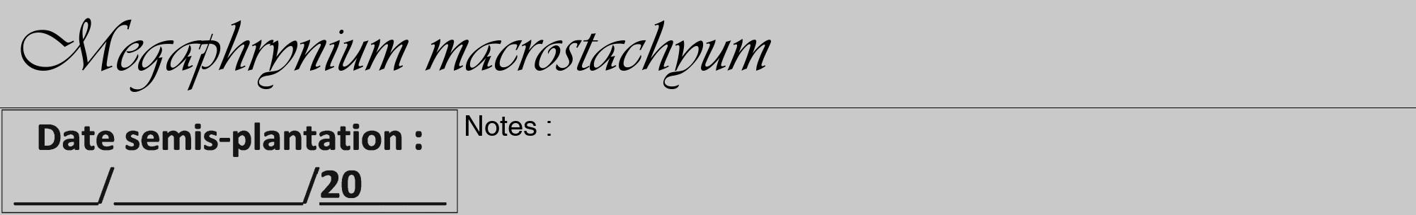 Étiquette de : Megaphrynium macrostachyum - format a - style noire54viv avec comestibilité
