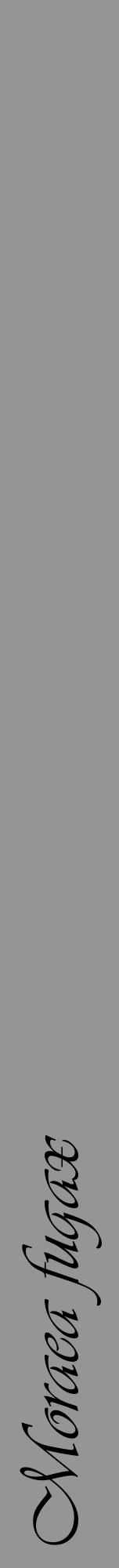 Étiquette de : Moraea fugax - format a - style noire16viv avec comestibilité - position verticale