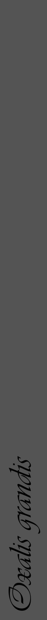Étiquette de : Oxalis grandis - format a - style noire36viv avec comestibilité - position verticale