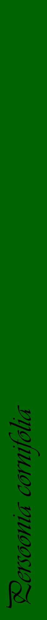 Étiquette de : Persoonia cornifolia - format a - style noire8viv avec comestibilité