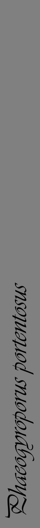 Étiquette de : Phaeogyroporus portentosus - format a - style noire57viv avec comestibilité