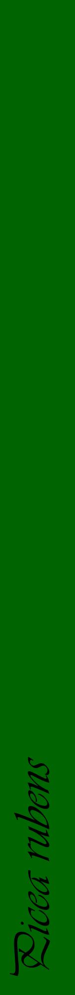 Étiquette de : Picea rubens - format a - style noire8viv avec comestibilité