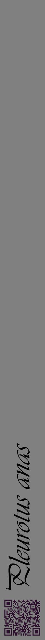 Étiquette de : Pleurotus anas - format a - style noire57viv avec qrcode et comestibilité