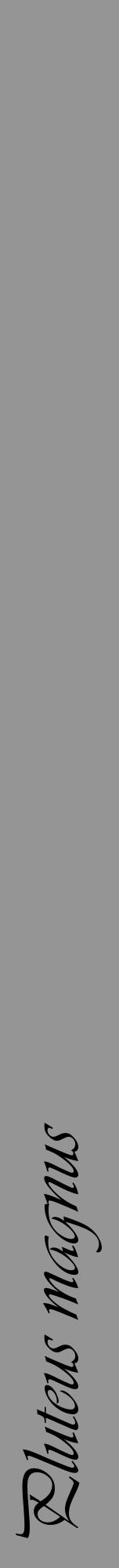 Étiquette de : Pluteus magnus - format a - style noire16viv avec comestibilité - position verticale