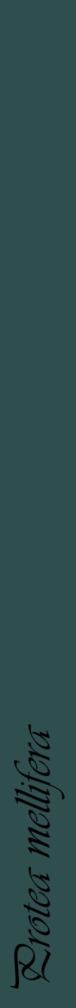 Étiquette de : Protea mellifera - format a - style noire58viv avec comestibilité