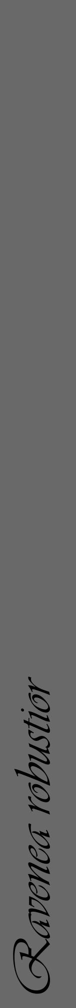 Étiquette de : Ravenea robustior - format a - style noire51viv avec comestibilité - position verticale