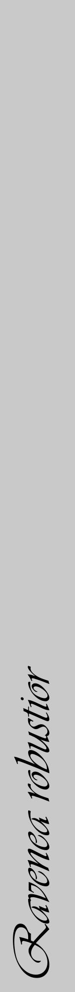 Étiquette de : Ravenea robustior - format a - style noire54viv avec comestibilité - position verticale
