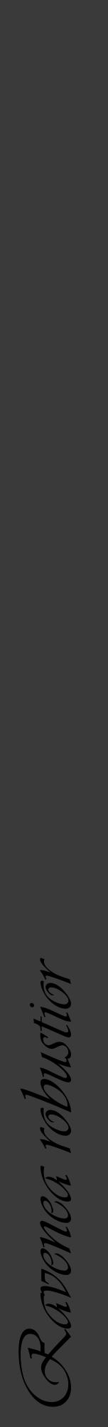 Étiquette de : Ravenea robustior - format a - style noire8viv avec comestibilité - position verticale