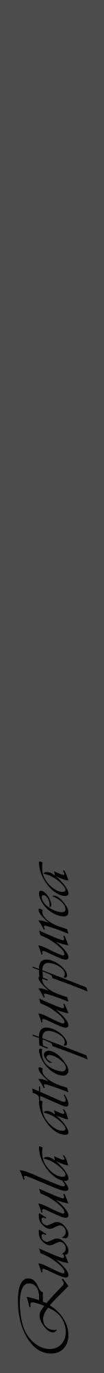 Étiquette de : Russula atropurpurea - format a - style noire27viv avec comestibilité - position verticale