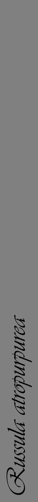 Étiquette de : Russula atropurpurea - format a - style noire57viv avec comestibilité