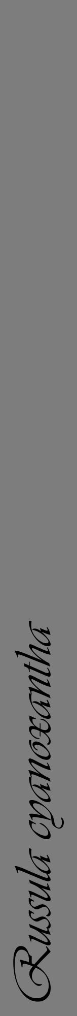 Étiquette de : Russula cyanoxantha - format a - style noire35viv avec comestibilité - position verticale
