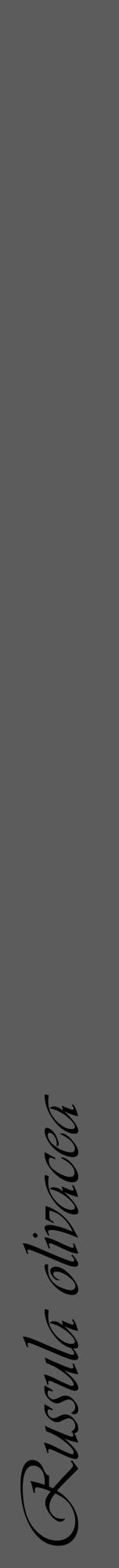 Étiquette de : Russula olivacea - format a - style noire49viv avec comestibilité - position verticale