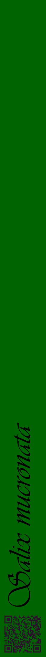 Étiquette de : Salix mucronata - format a - style noire8viv avec qrcode et comestibilité
