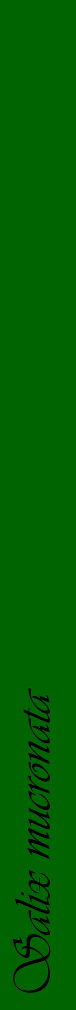Étiquette de : Salix mucronata - format a - style noire8viv avec comestibilité