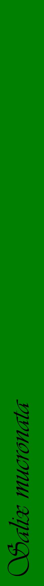 Étiquette de : Salix mucronata - format a - style noire9viv avec comestibilité